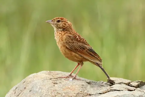 Eastern Clapper Lark
