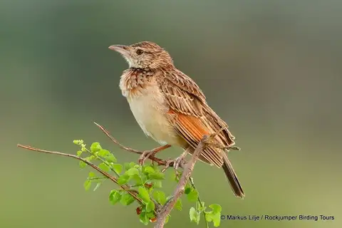 Red-winged Lark