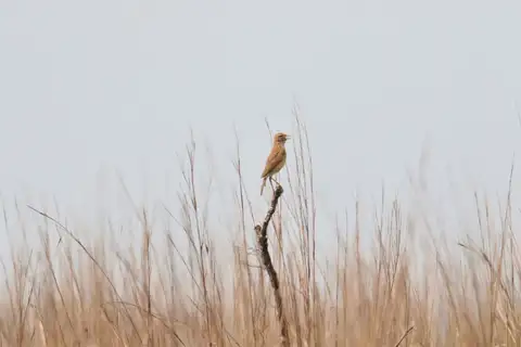 Plains Lark