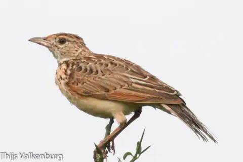 Kidepo Lark