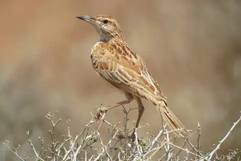 Somali Lark