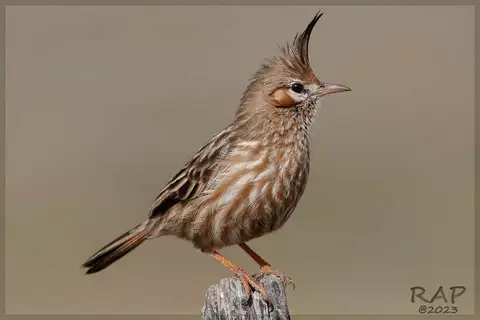 Lark-like Brushrunner