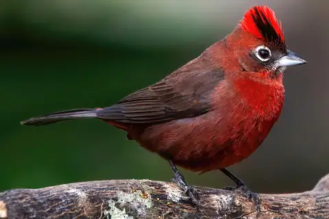 Red Pileated Finch