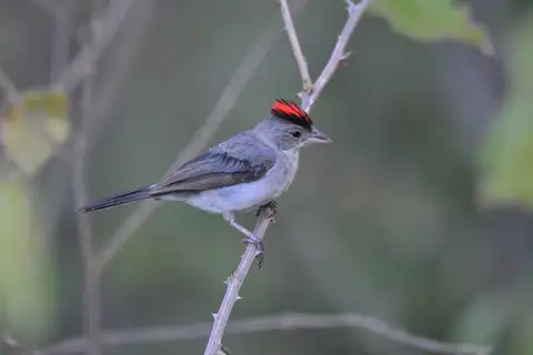 Grey Pileated Finch