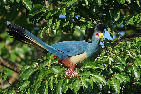 Great Blue Turaco