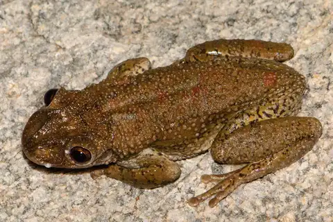 Greening's Tree Frog