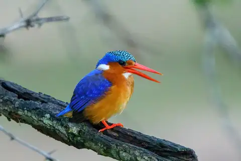 Malachite Kingfisher