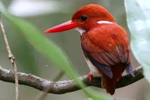 Madagascar Pygmy Kingfisher
