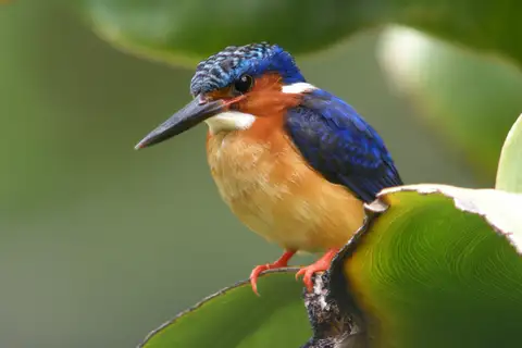 Malagasy Kingfisher