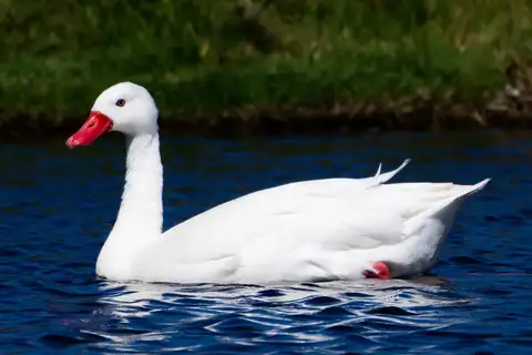Coscoroba Swan