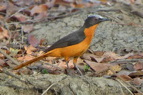 White-crowned Robin-Chat