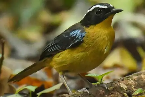 Blue-shouldered Robin-Chat