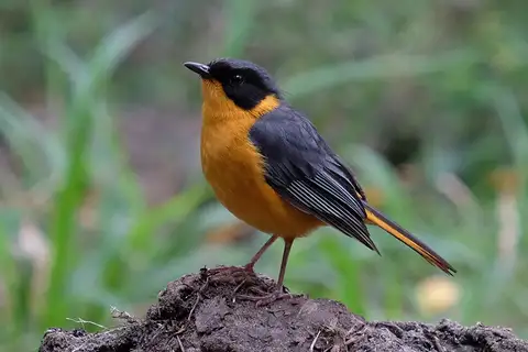 Chorister Robin-Chat