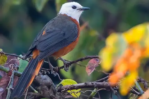 White-headed Robin-Chat