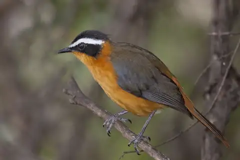 White-browed Robin-Chat