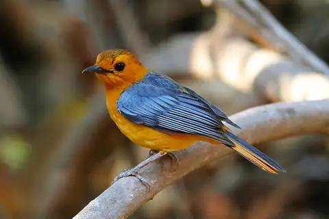 Red-capped Robin-Chat