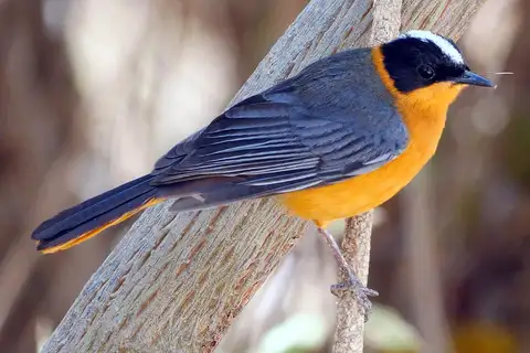 Snowy-crowned Robin-Chat