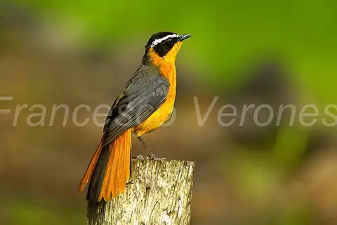 Rüppell's Robin-Chat