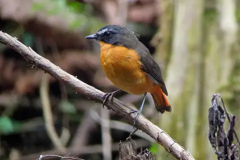 Mountain Robin-Chat