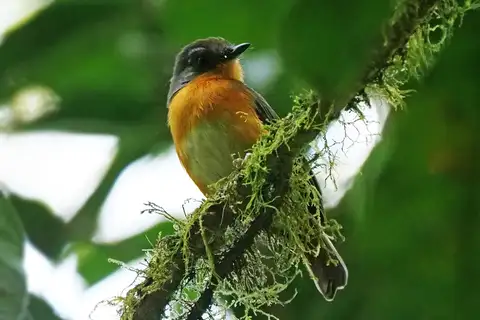 White-bellied Robin-Chat