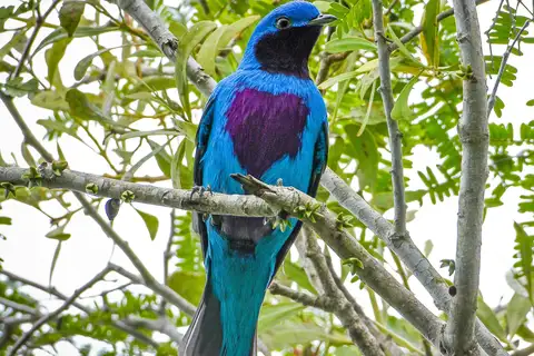 Lovely Cotinga