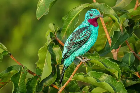 Spangled Cotinga