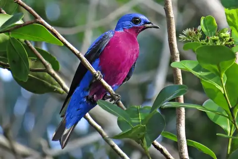 Purple-breasted Cotinga