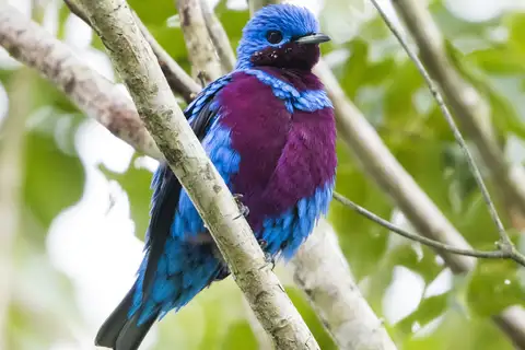 Banded Cotinga