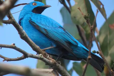 Plum-throated Cotinga