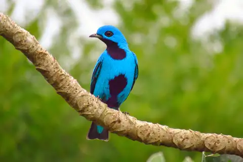 Blue Cotinga