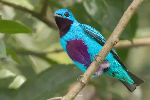 Turquoise Cotinga