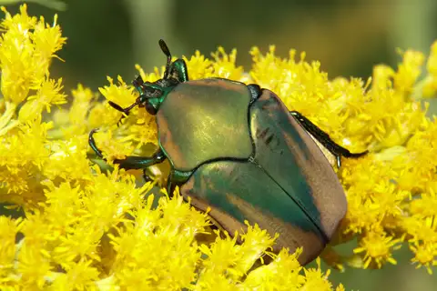 Figeater Beetle