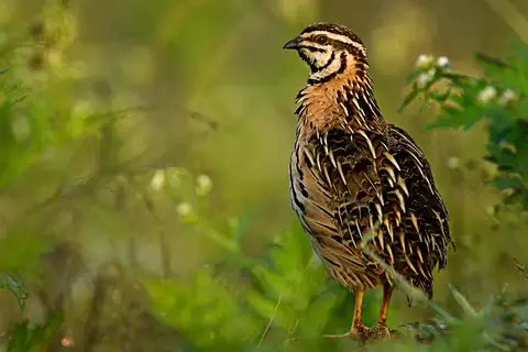 Rain Quail