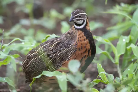Harlequin Quail