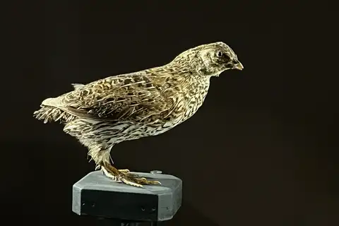 New Zealand Quail