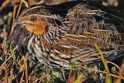 Stubble Quail