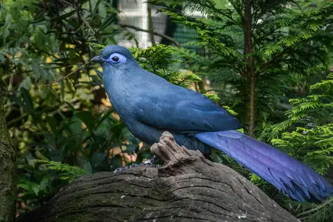 Blue Coua