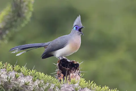 Crested Coua