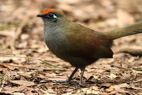 Red-fronted Coua
