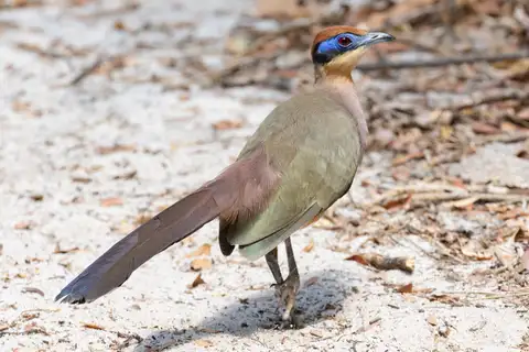 Red-capped Coua