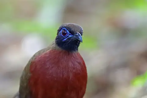 Red-breasted Coua