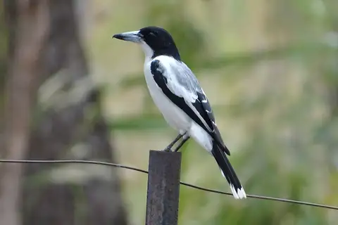 Silver-backed Butcherbird