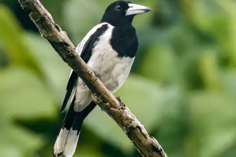 Hooded Butcherbird