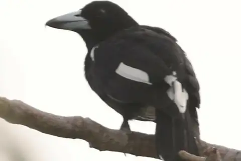 Tagula Butcherbird