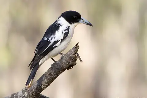 Black-backed Butcherbird