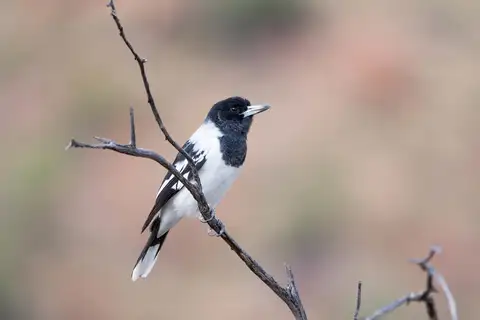Pied Butcherbird