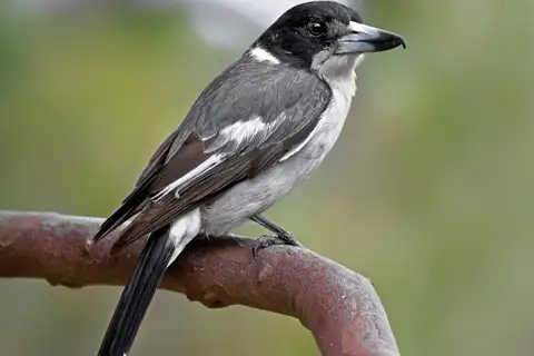 Grey Butcherbird