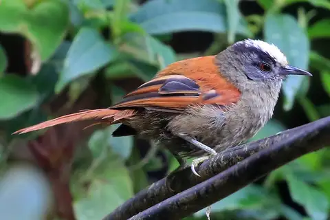 Light-crowned Spinetail