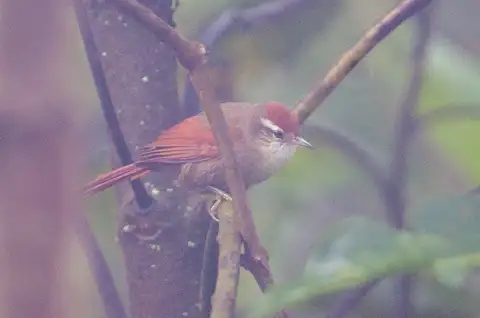 Line-cheeked Spinetail