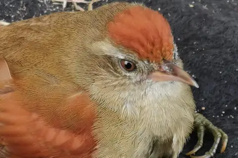 Ash-browed Spinetail